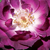 Bijela - ljubičasta - Patuljasta ruža  - Wekwibypur